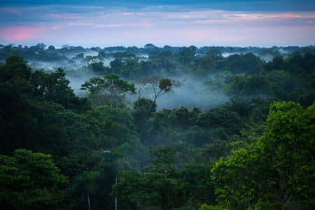 The Amazon Rainforest - Places to Visit Before They Disappear From the Earth